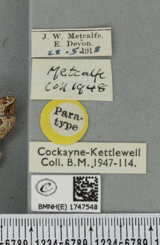Lampropteryx otregiata (Metcalfe, 1917) - BMNHE_1747548_label_334431