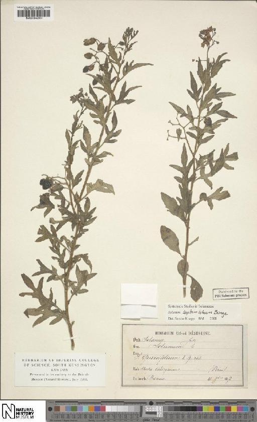 Solanum septemlobum Bunge - BM000942901