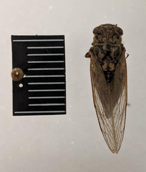 Tettigonia cruentata Fabricius, 1775 - BMNHE668764_Type_Tettigonia_cruentata_dorsal_2