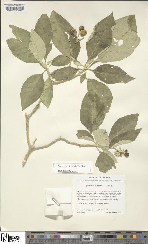 Solanum hayesii - BM000579374