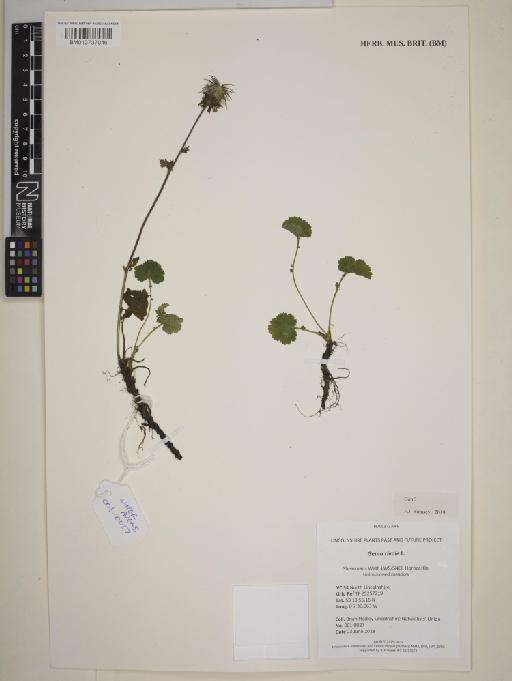 Geum rivale L. - BM013737046