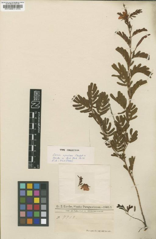 Chamaecrista repens var. repens (Vogel) H.S.Irwin & Barneby - BM000545051