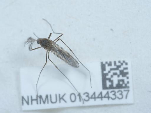 Culex (Culex) pipiens Linnaeus, 1758 - 013444337_2