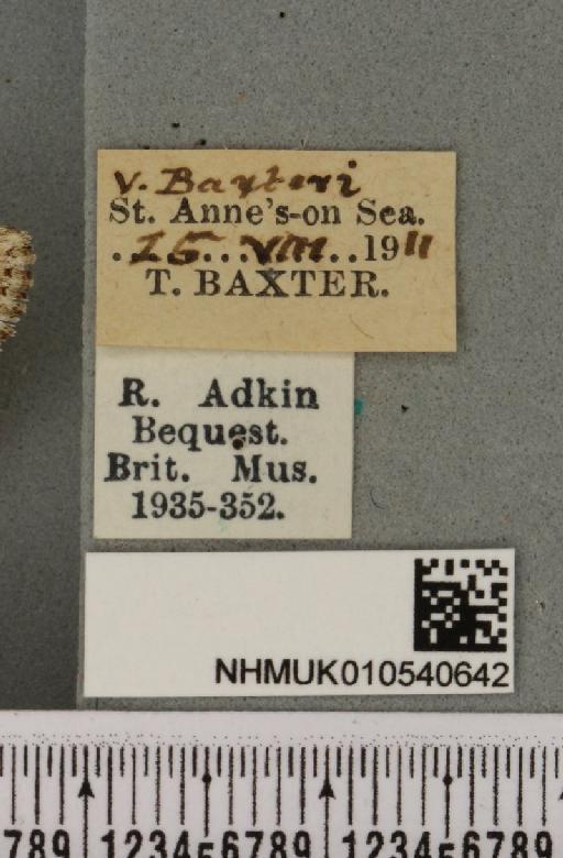 Luperina nickerlii gueneei Doubleday, 1864 - NHMUK_010540642_label_598526