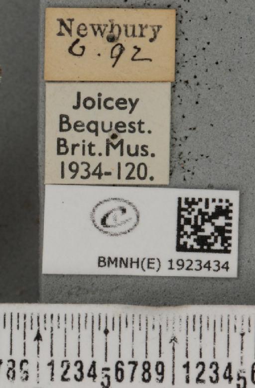 Ematurga atomaria (Linnaeus, 1758) - BMNHE_1923434_label_488018