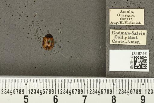 Calligrapha (Polyspila) multiguttata Stål, 1859 - BMNHE_1316746_15915