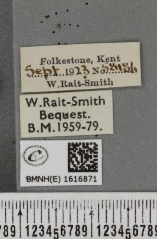 Epirrhoe galiata (Denis & Schiffermüller, 1775) - BMNHE_1616871_label_317259