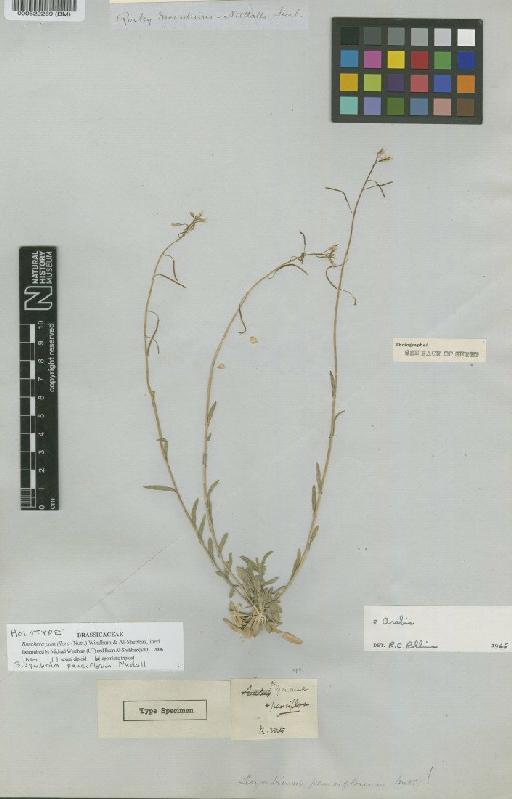 Sisymbrium pauciflorum Nutt - BM000522269