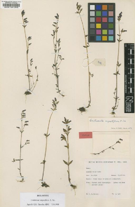 Gentianella angustiflora H.Sm. - BM000521556