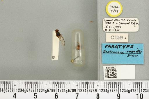 Bactrocera (Bactrocera) robertsi Drew, 1989 - BMNHE_1434560_28493