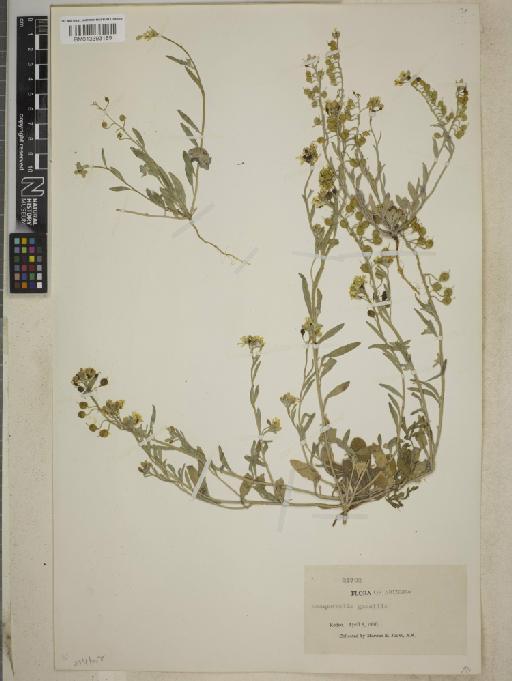 Lesquerella gracilis subsp. gracilis - BM013393189