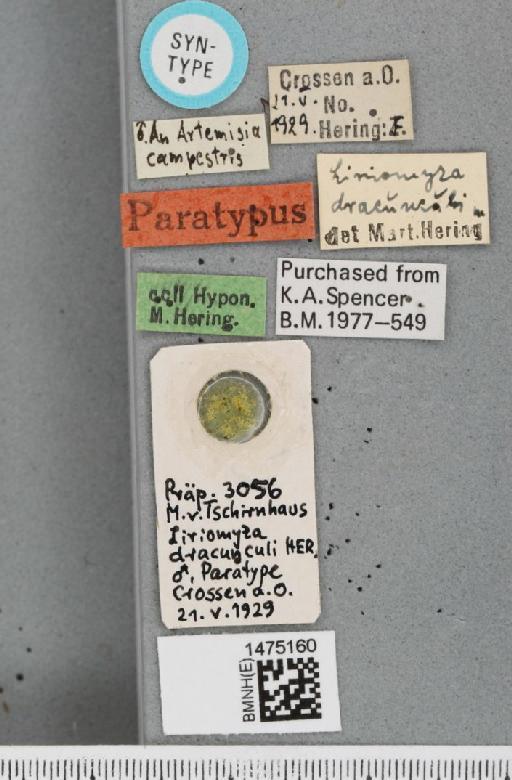 Liriomyza dracunculi Hering, 1932 - BMNHE_1475160_label_49824