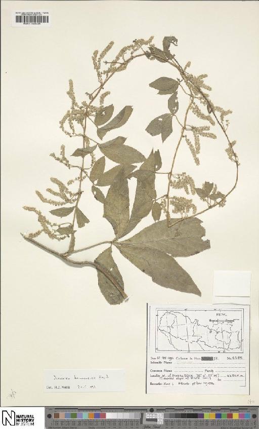Dioscorea kamoonensis Kunth - BM001049435