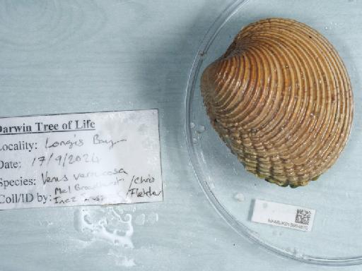 Venus verrucosa subterclass Euheterodonta Linnaeus, 1758 - 015984870_3