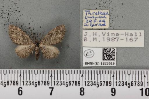 Eupithecia lariciata (Freyer, 1841) - BMNHE_1825519_399434