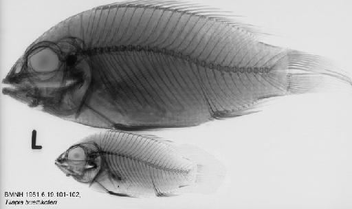 Tilapia buettikoferi - BMNH 1981.6.19.101-102, Tilapia buettikoferi Radiograph