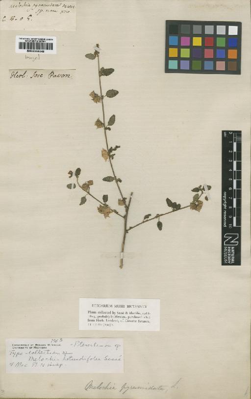 Melochia rotundifolia Sesse & Moc. - BM000895348