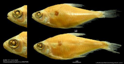 Tetragonopterus megalostictus (Eigenmann, 1909) - BMNH 1911.10.31.344-5 Tetragonopterus megalostictus, PARATYPE