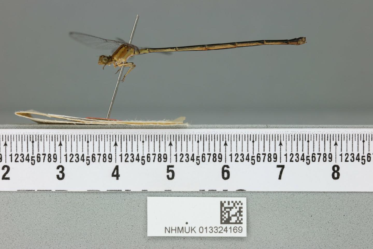 Pseudagrion indicum thumbnail