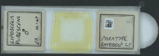 Liposcelis pubescens Broadhead & Richards, 1947 - 010150941_825551_1489829