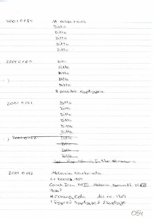 Melania aspirans Hinds, 1844 - Zoology Accessions Register: Mollusca: 2001: page 54