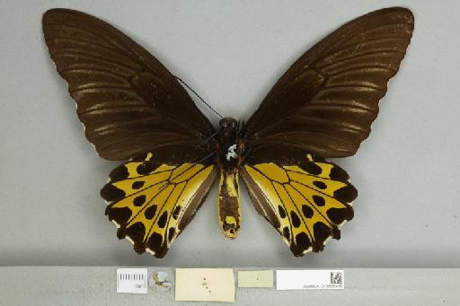 Troides helena cerberus Rothschild, 1895 - 013606459_additional