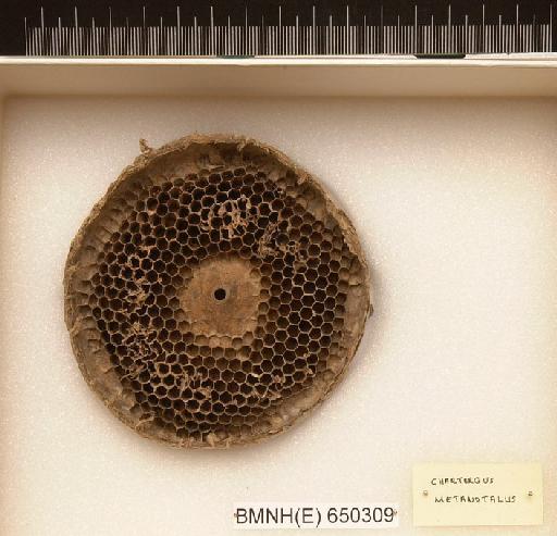 Chartergus metanotallis - Hymenoptera Nest BMNH(E) 650309