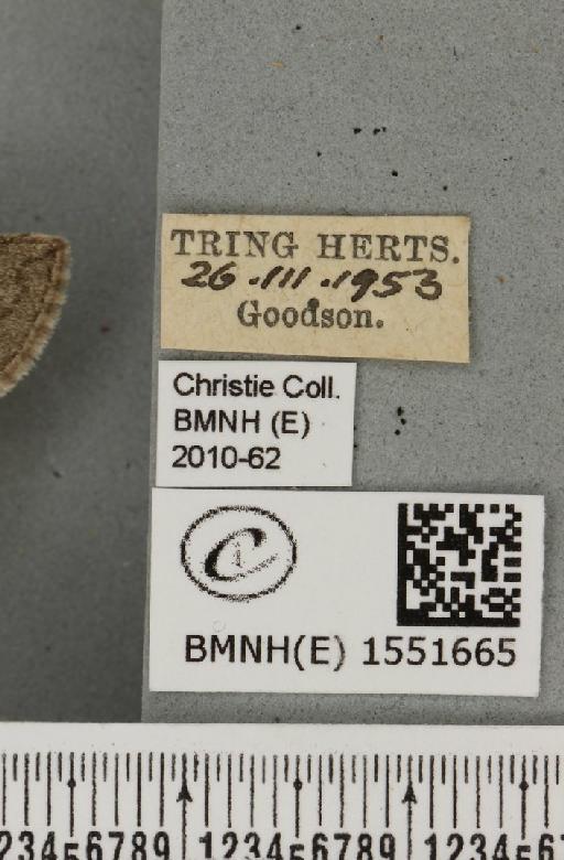 Achlya flavicornis galbanus Tutt, 1891 - BMNHE_1551665_label_239882