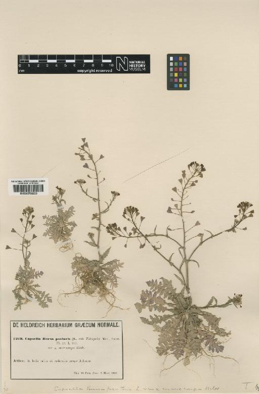 Capsella bursa-pastoris (L.) Medik. - BM000750229