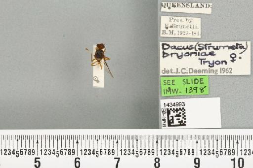 Bactrocera (Bactrocera) bryoniae (Tryon, 1927) - BMNHE_1434993_28457