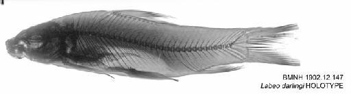 Labeo darlingi Boulenger, 1902 - BMNH 1902.12.147 - Labeo darlingi HOLOTYPE Radiograph