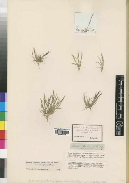 Aristida curvata var. nana (Nees) Henrard - BM000797715