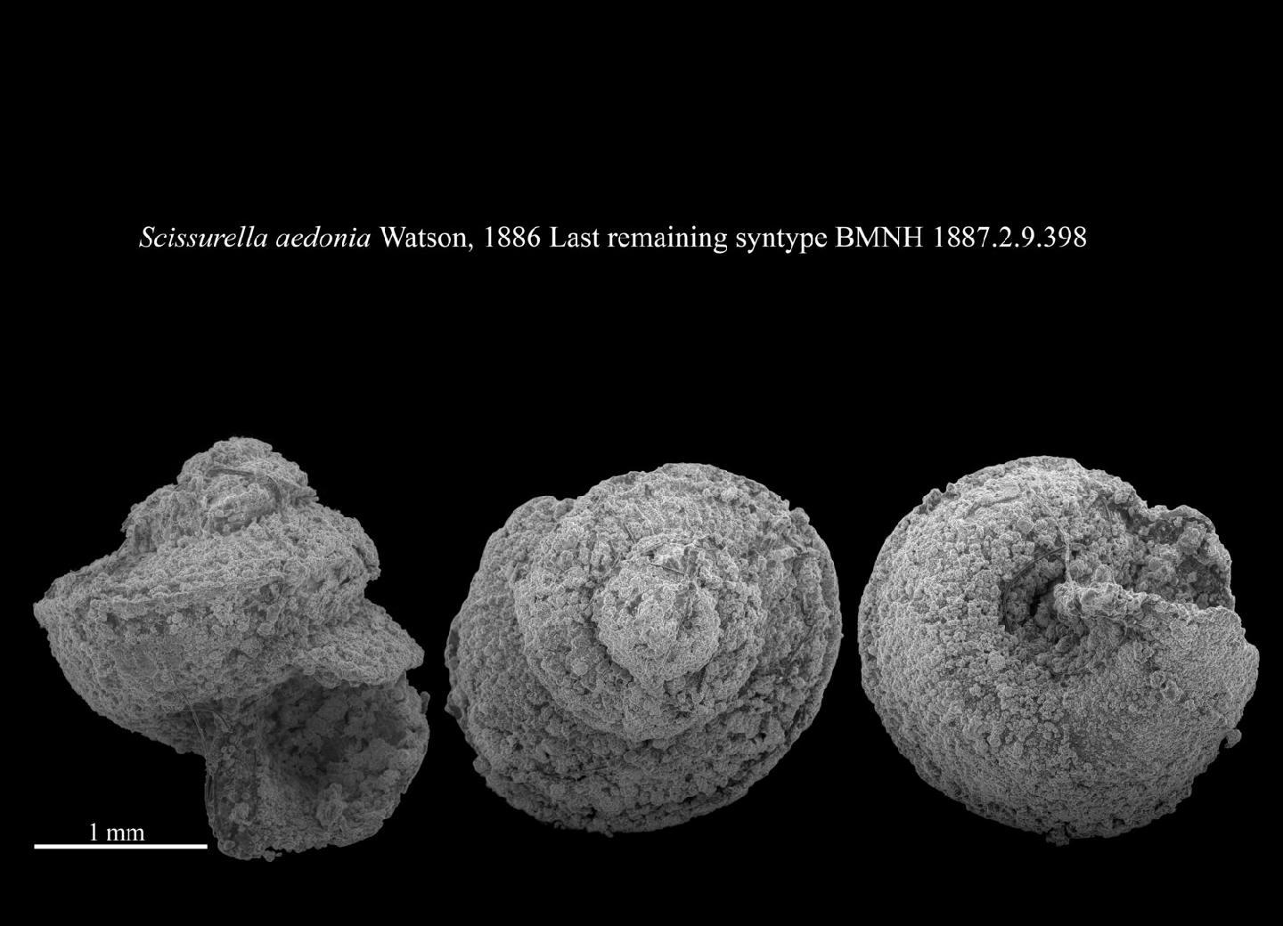 To NHMUK collection (Scissurella aedonia R. B. Watson, 1886; PARALECTOTYPE; NHMUK:ecatalogue:3499528)