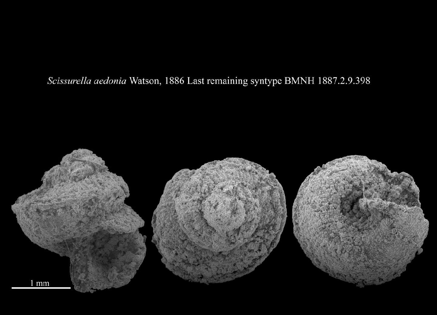 To NHMUK collection (Scissurella aedonia R. B. Watson, 1886; PARALECTOTYPE; NHMUK:ecatalogue:3499528)