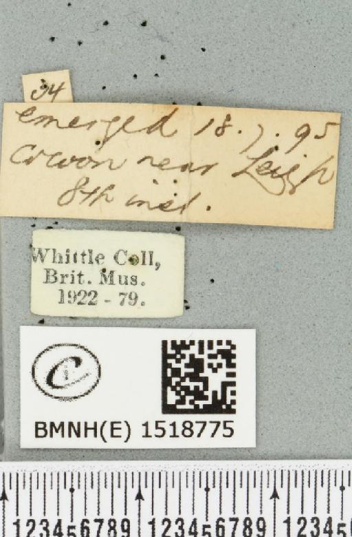 Malacosoma neustria (Linnaeus, 1758) - BMNHE_1518775_label_189898
