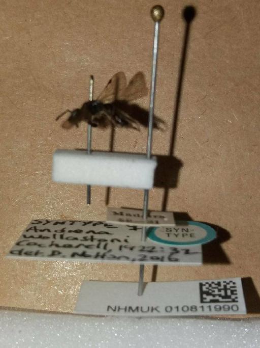 Andrena wollastoni Cockerell, 1922 - Andrena_wollastoni-NHMUK010811990-Syntype-female-mount_and_labels