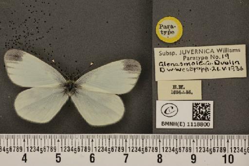 Leptidea sinapis juvernica Williams, 1946 - BMNHE_1118800_74005