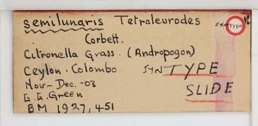 Crescentaleyrodes semilunaris Corbett, 1926 - 013500264_additional