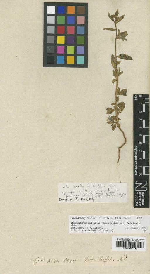 Chaenorhinum calycinum (Banks & Sol.) P.H.Davis - BM000997832