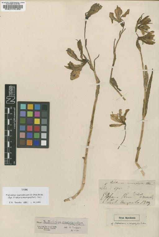 Notholirion macrophyllum (D.Don) Boiss. - BM000521478