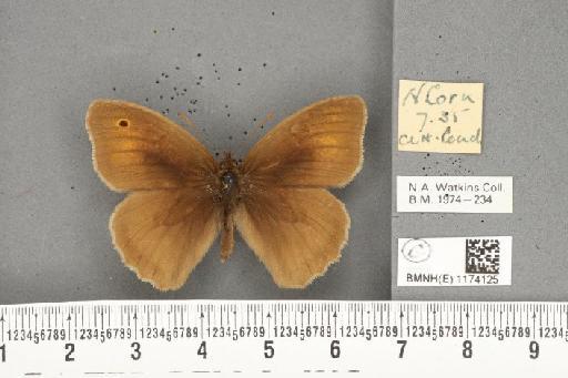 Maniola jurtina iernes ab. biiregularia Leeds, 1950 - BMNHE_1174125_38781