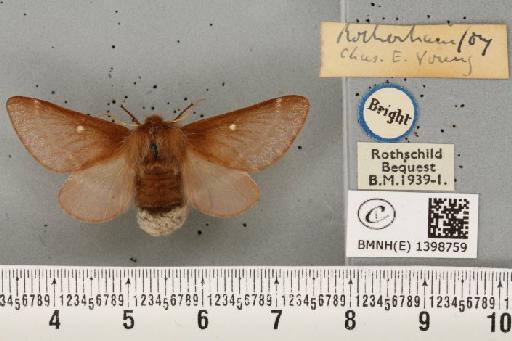 Eriogaster lanestris ab. deleta Cockayne, 1950 - BMNHE_1398759_191667