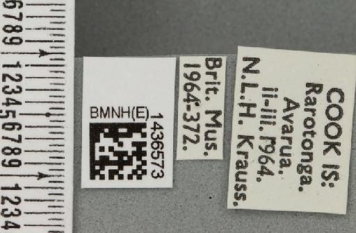 Bactrocera (Bactrocera) melanota (Coquillett, 1909) - BMNHE_1436573_label_30673