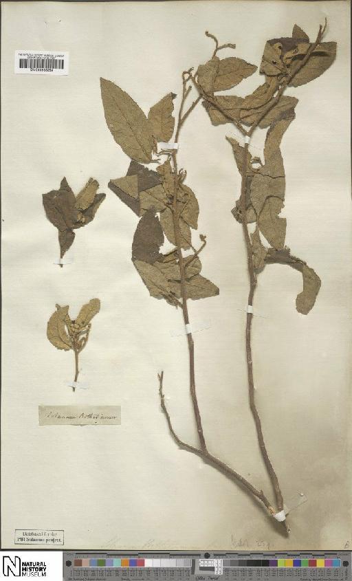 Solanum botelhianum Dunal - BM000935284