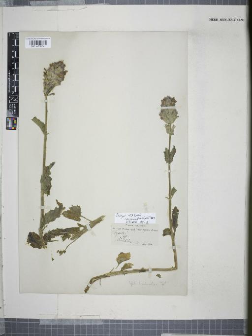 Nepeta trachonitica Post - 014608641