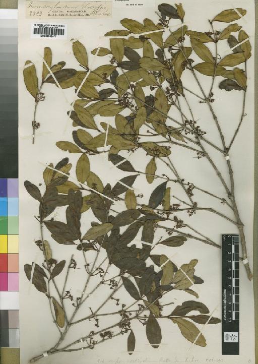 Memecylon ovatifolium (Poir.) Wickens - BM000902477