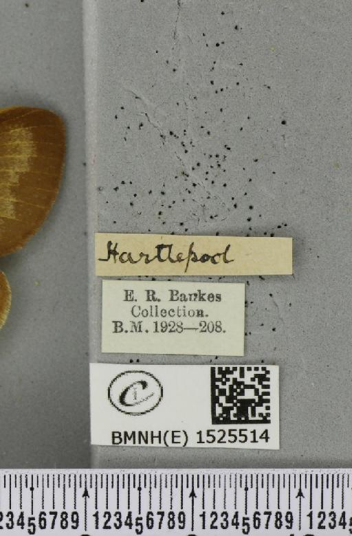 Macrothylacia rubi (Linnaeus, 1758) - BMNHE_1525514_label_196179