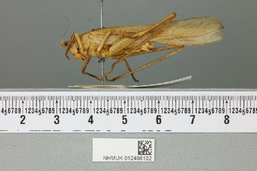 Euconocephalus indicus (Redtenbacher, 1891) - 012498192_reverse