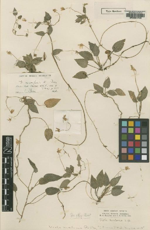 Viola ovatifolia W.Becker - BM000617495