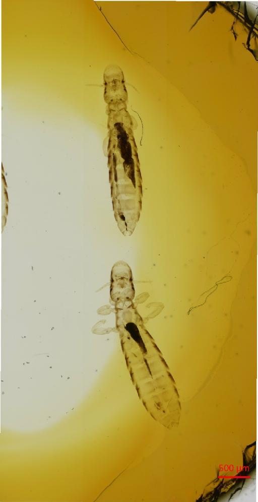 Oxylipeurus mesopelios colchicus Clay, 1938 - 010682371__2017_08_09-Scene-1-ScanRegion0